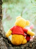 维尼系列视频