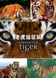 BBC：老虎远征队