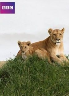 BBC：初生之犊