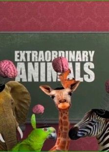BBC：非凡动物第一季